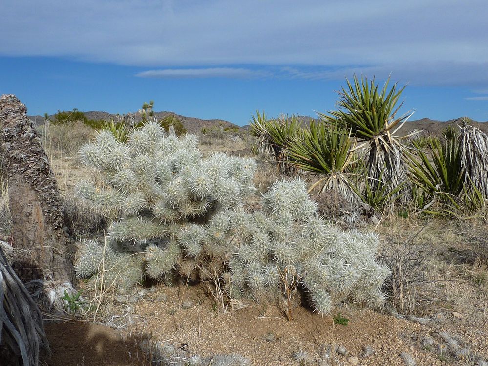 joshua tree national park (9).JPG